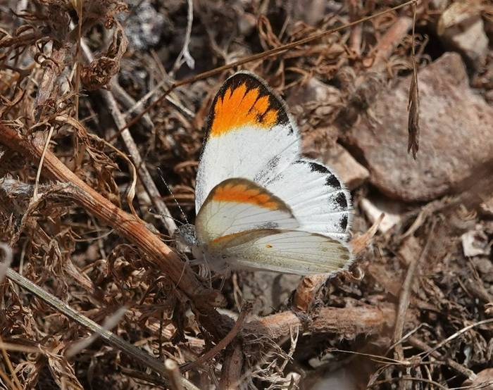 Desert Orange Tip © Martin Pitt, June 2026 tour.JPG