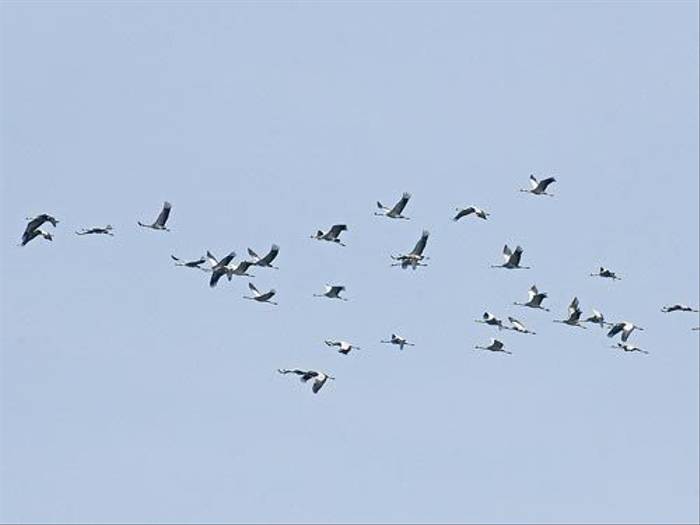 Common Cranes (Malcolm Stott)