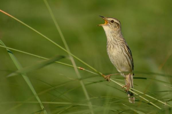 Aquatic Warbler Image
