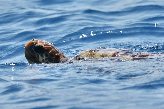 Loggerhead Turtle (Sara Frost).jpg