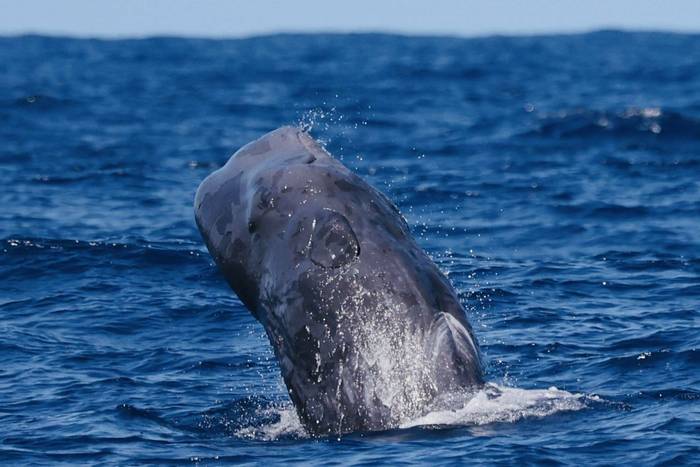 Sperm Whale calf (Sara Frost).jpg