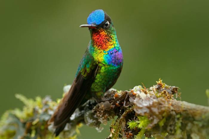 Fiery-throated Hummingbird.jpg