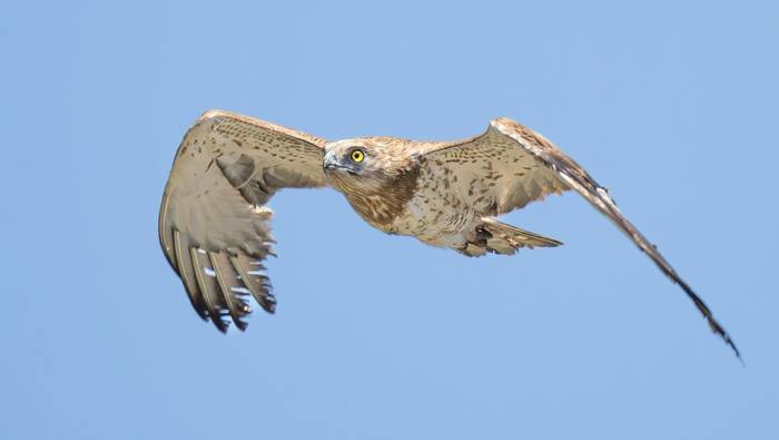 Short-toed Eagle (Simon Tonkin).jpg