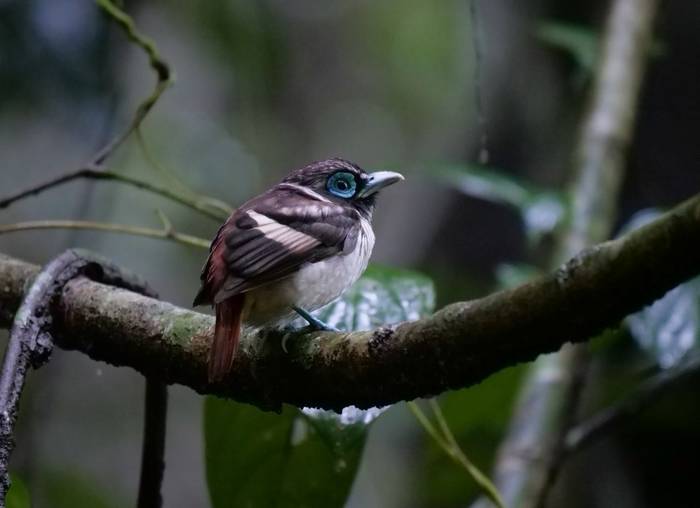 Visayan Broadbill (Bohol)