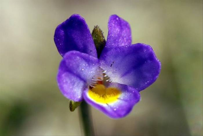 Viola kitaibeliana, Bryher (Dawn Nelson)