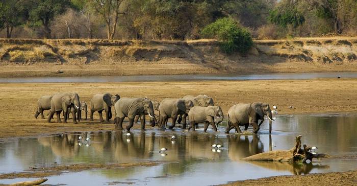 Elephants, Luangwa river, Zambia shutterstock_223620178.jpg