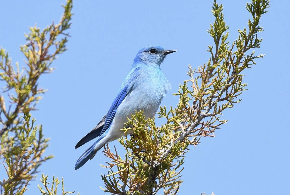 Mountain Bluebird 2.jpg