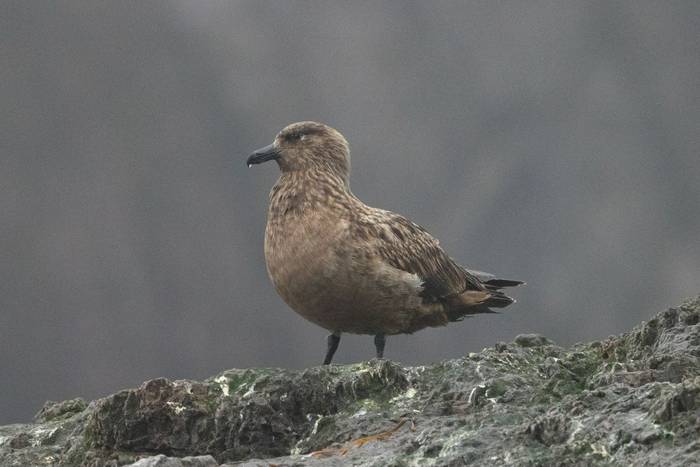 Great Skua, Fair Isle (Sara Frost) (2).jpg