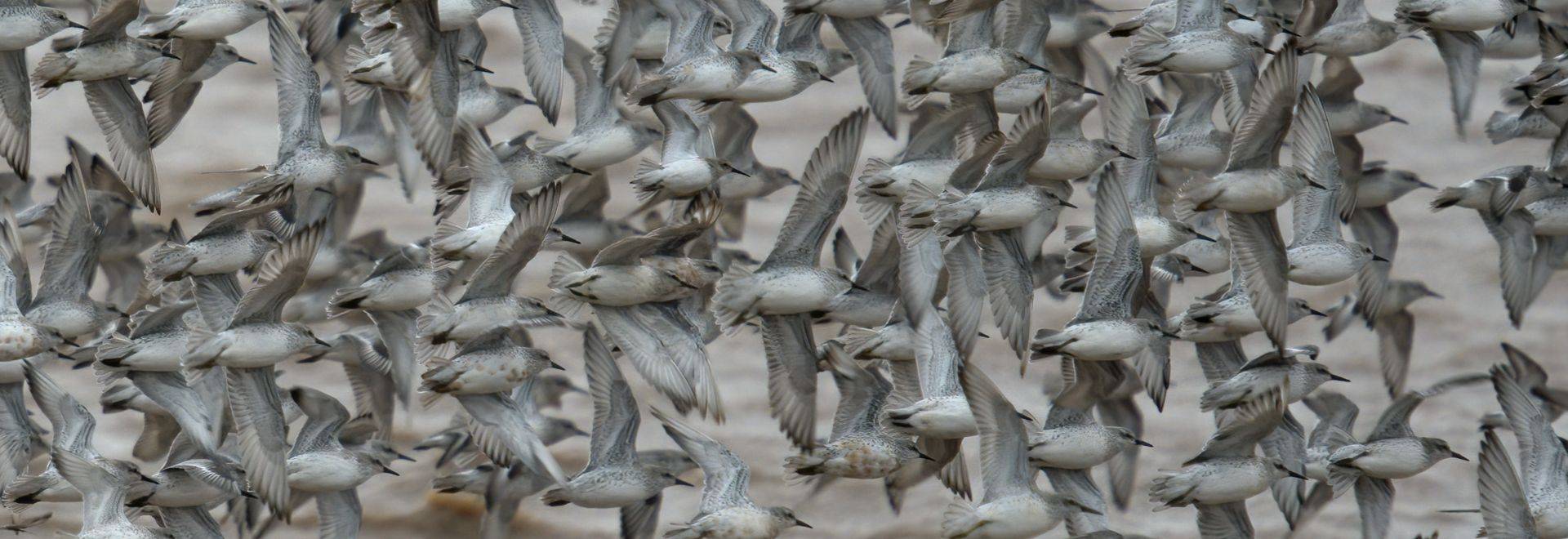 Knot and Dunlin (Tim Melling)