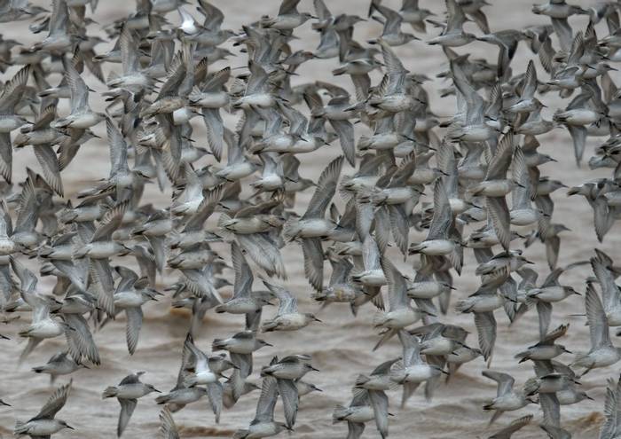Knot and Dunlin (Tim Melling)