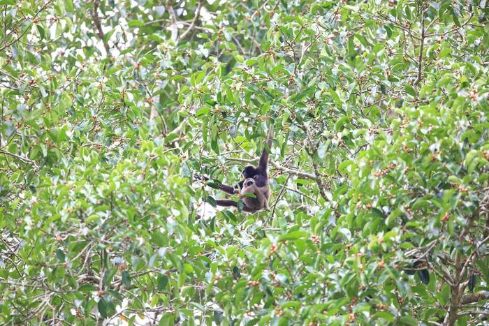 Mueller's Gibbon