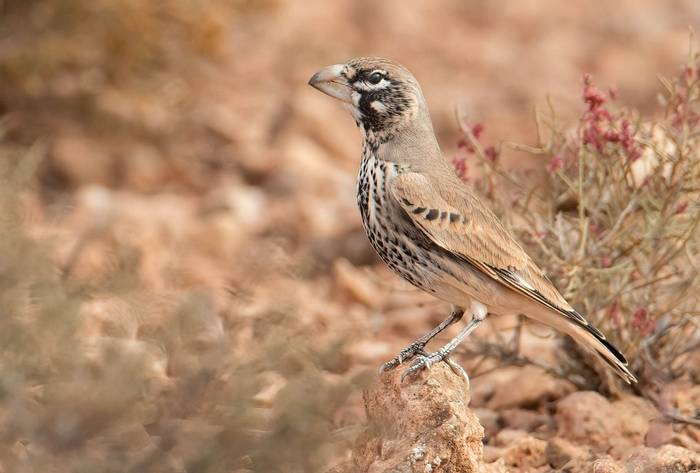 Thick-billed Lark © Chris Griffin