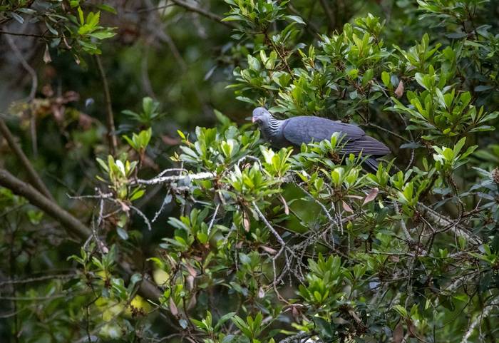Trocaz Pigeon, Madeira shutterstock_1948233070.jpg
