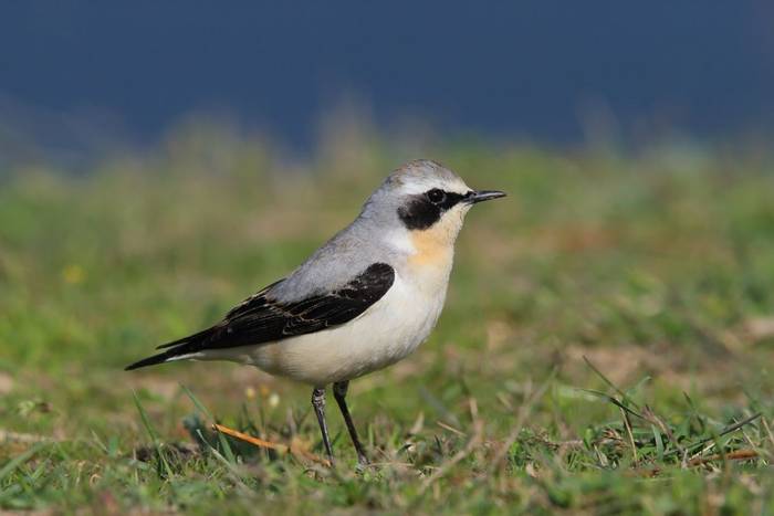 Northern Wheatear shutterstock_403633639.jpg