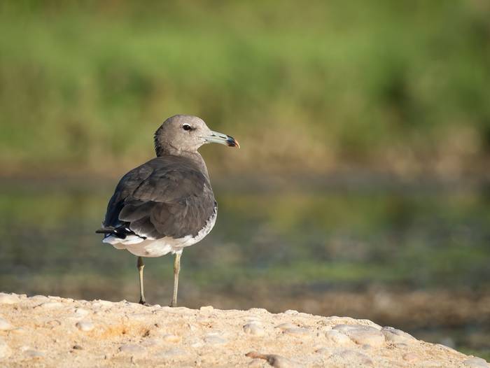 Sooty Gull © T. Laws, February 2024 tour