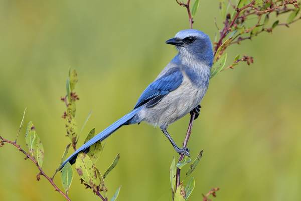 Florida Scrub Jay Image