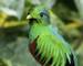 Costa_Rica_Resplendant_Quetzal_AdobeStock_303021684.jpeg