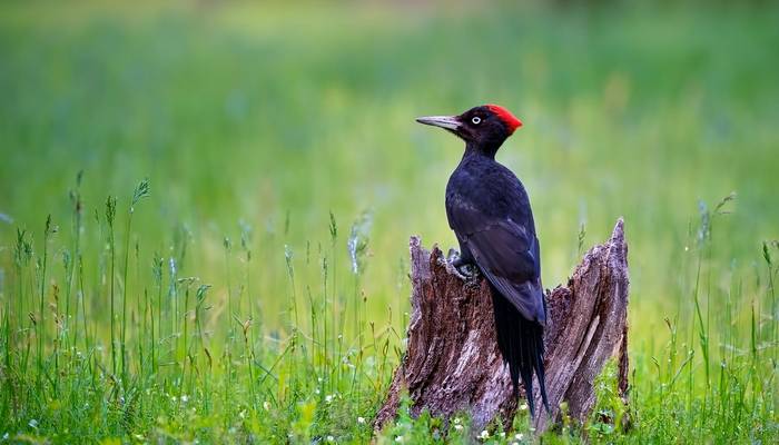 Black Woodpecker, Georgia