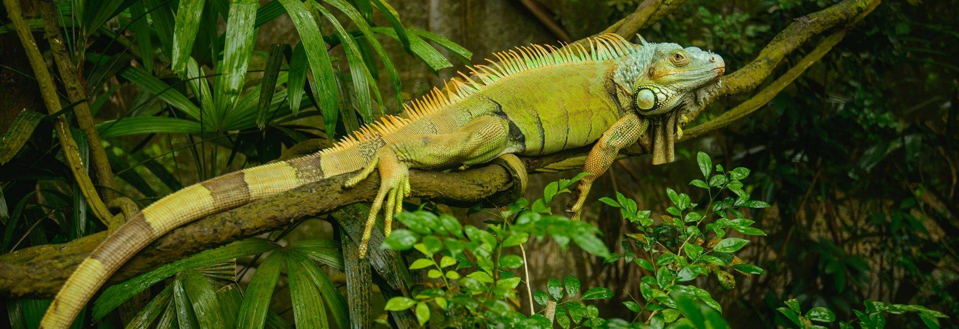 Green Iguana (Iguana iguana)