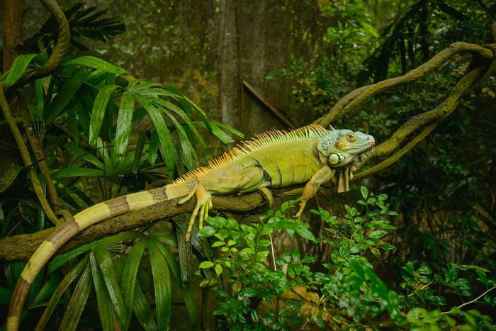 Green Iguana (Iguana iguana)