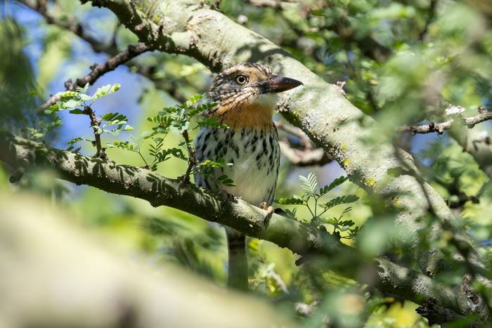 Spot-backed Puffbird © James Warren, May 2026.jpg