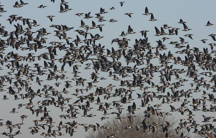 Barnacle Geese (mainly) Netherlands shutterstock_166444715.jpg