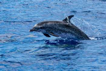 Atlantic Spotted Dolphin shutterstock_1452615653.jpg