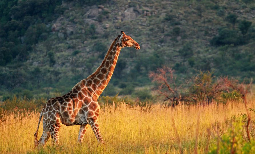 Pilanesberg Destination-5.jpg Pilanesberg Destination-5.jpg