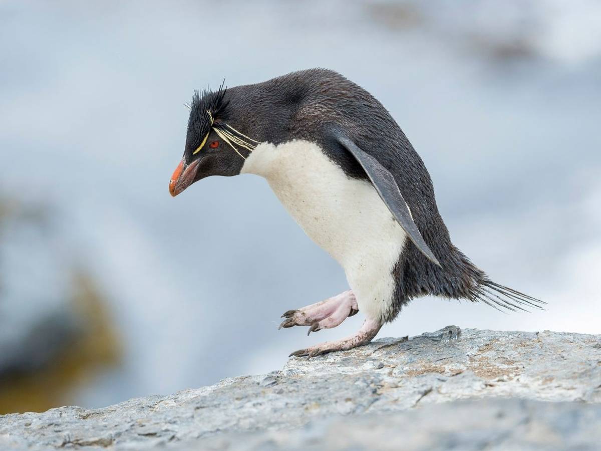 Southern Rockhopper Penguin, Falklands Islands, shutterstock_1832900005.jpg