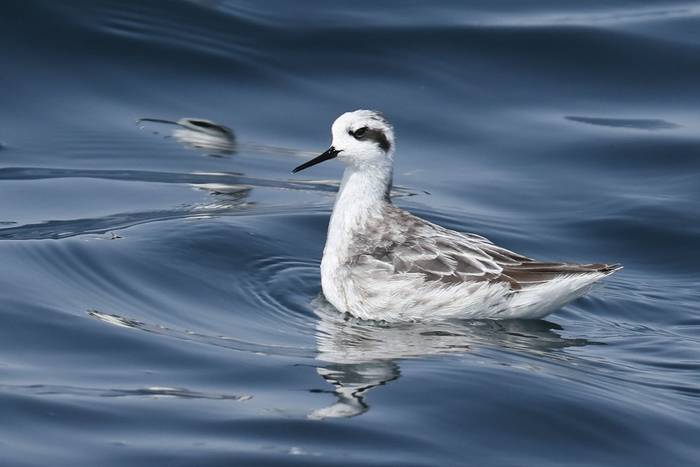 Red-necked Phalarope © Alleyn Plowright, Feb 2026 tour