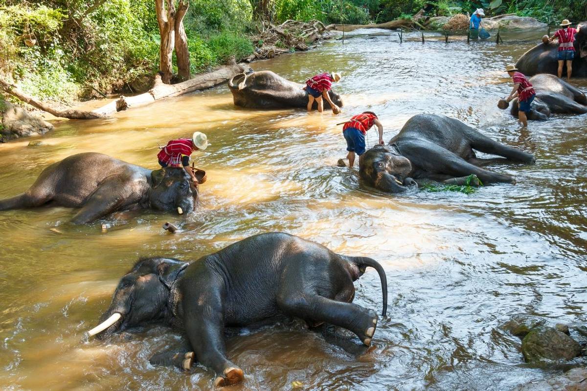 Thai elephant was take a bath with mahout (elephant driver , elephant keeper ) in Maesa elephant camp ,  Chiang Mai , Thailand