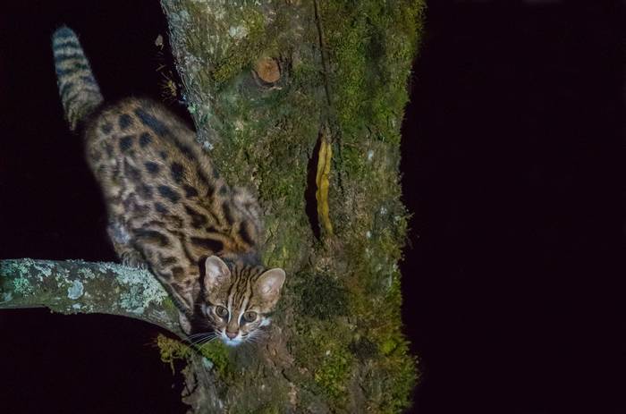 Chinese Leopard Cat (Tim Melling)