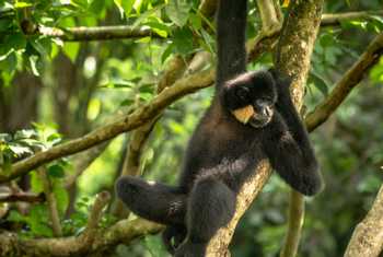 Yellow-cheecked Gibbon, Cambodia shutterstock_1266664114.jpg
