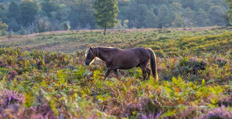 New Forest Holidays