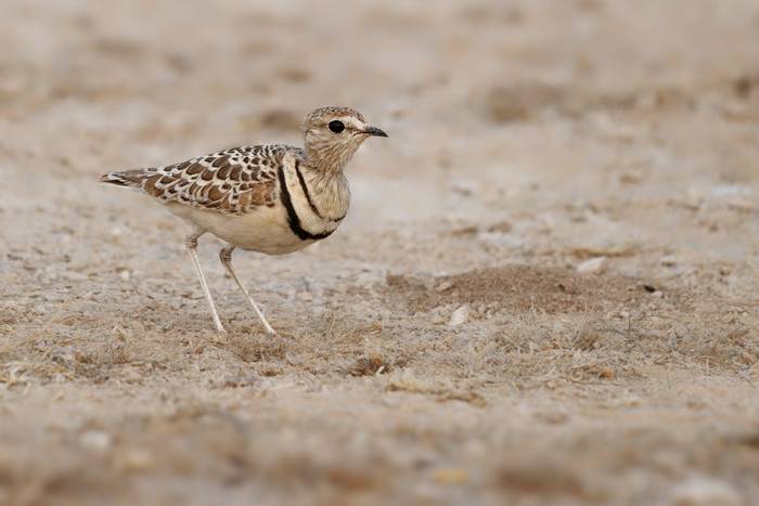 Double-banded Courser, Namibia shutterstock_2686906081.jpg