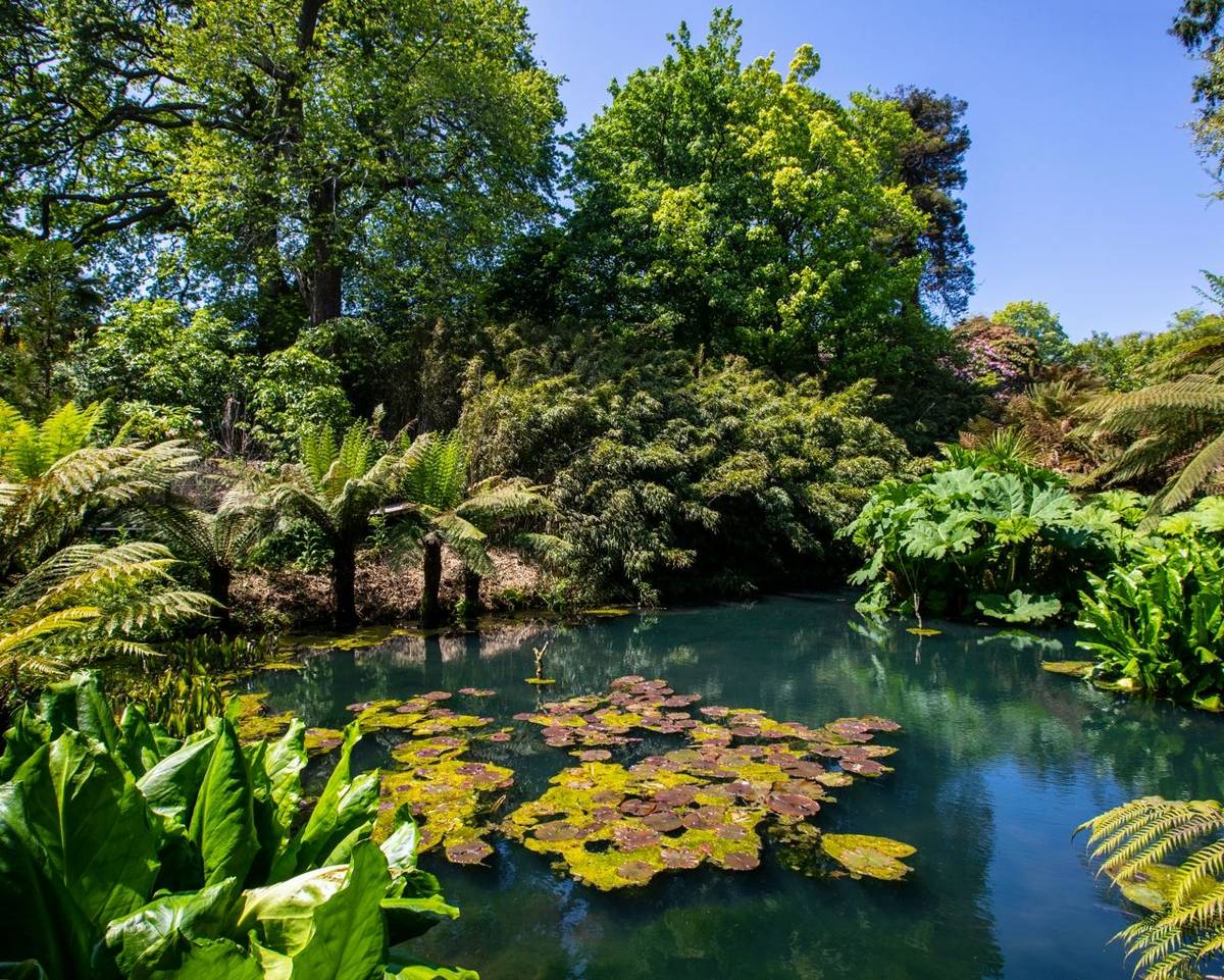 A beautiful view of a lake in the Jungle area of the Lost Gardens of Heligan in Cornwall, UK.