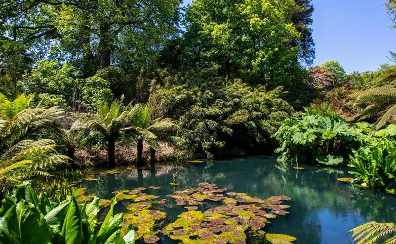 A beautiful view of a lake in the Jungle area of the Lost Gardens of Heligan in Cornwall, UK.