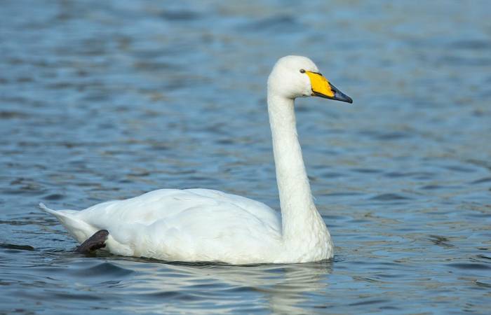 Whooper Swan shutterstock_117400969.jpg