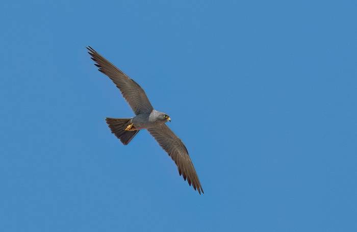 Sooty Falcon © Chris Griffin, November '25 tour.jpg