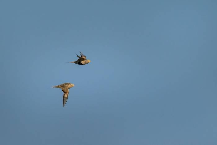 Black-bellied Sandgrouse © Russell Scott