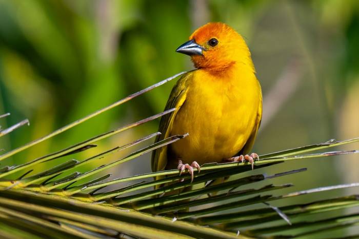 Golden Palm Weaver © Carole and David Clarke, February 2026 tour