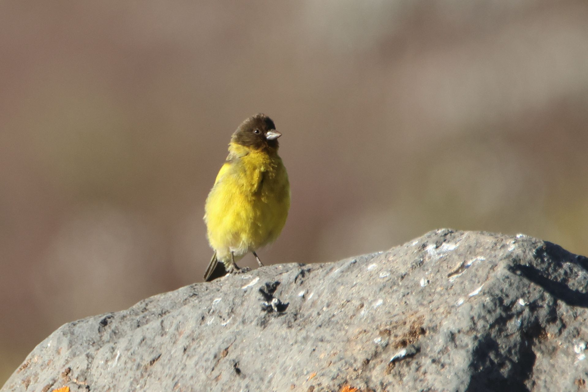 Ethiopian Siskin Image