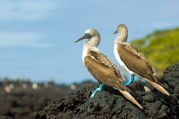 Blue Footed Booby, Ecuador & The Galapagos Shutterstock 26015761