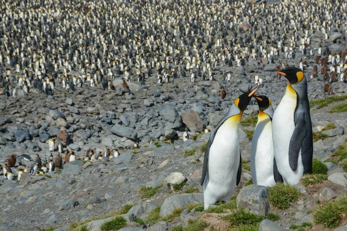 King Penguins.jpg