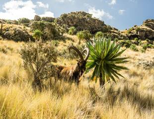 The Best of Ethiopia