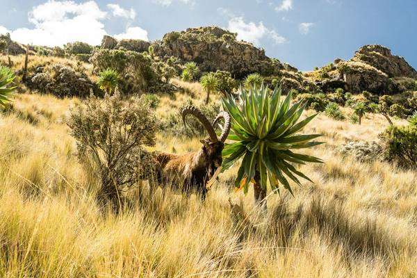 Walia Ibex, Simien Mountains, Ehtiopia Shutterstock 486651760