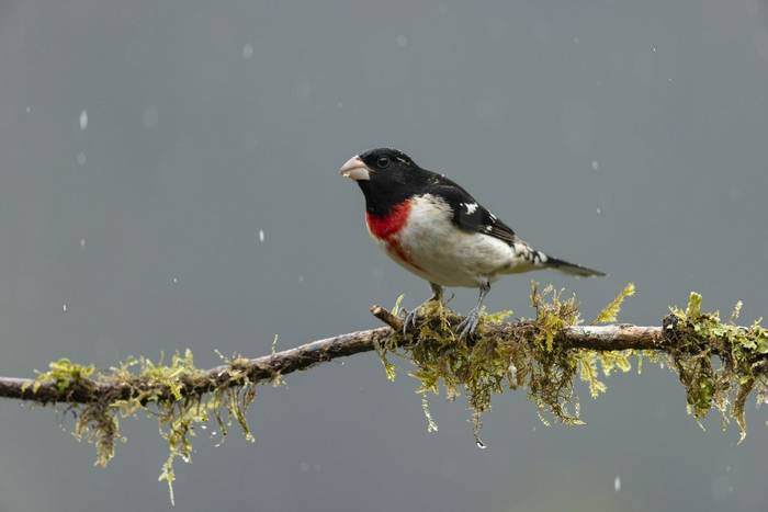 Rose-breasted Grosbeak © Oliver Smart, April 2026 tour