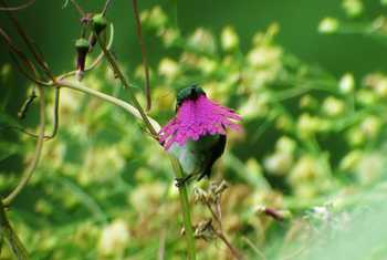 WINE THROATED HUMMINGBIRD (16).JPG