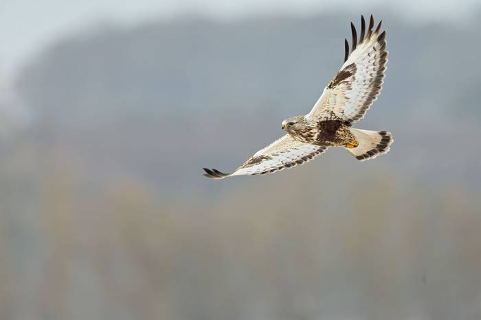 Rough-legged Buzzard shutterstock_1938486922.jpg