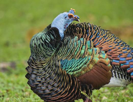 Ocellated Turkey (Hugh Tottle)